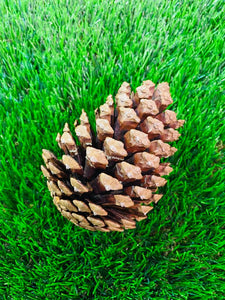 Pine Cones - M (h:13cm w:10cm)