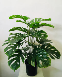 H:70cm 18 Lvs  monstera plant (L)