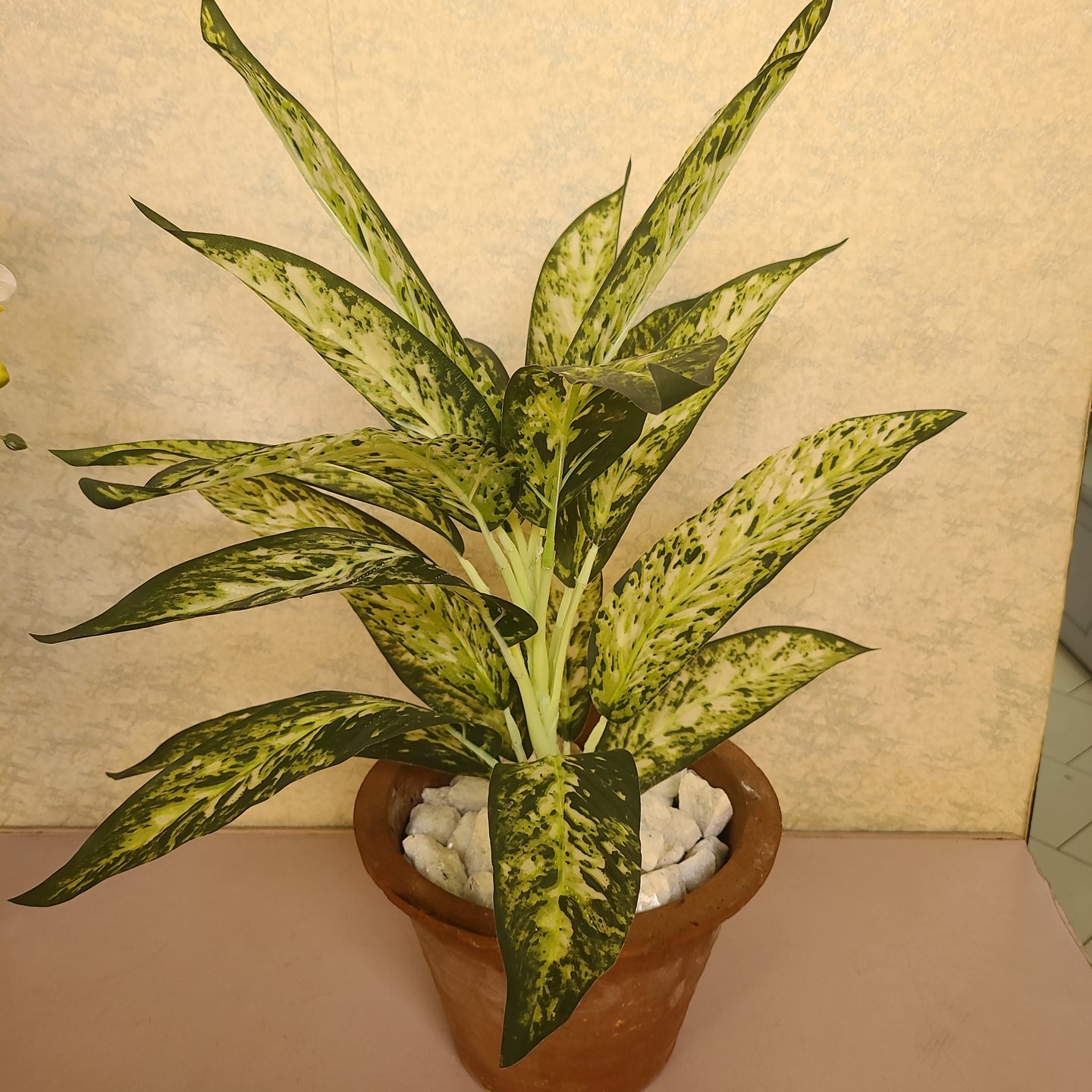 White croton plant