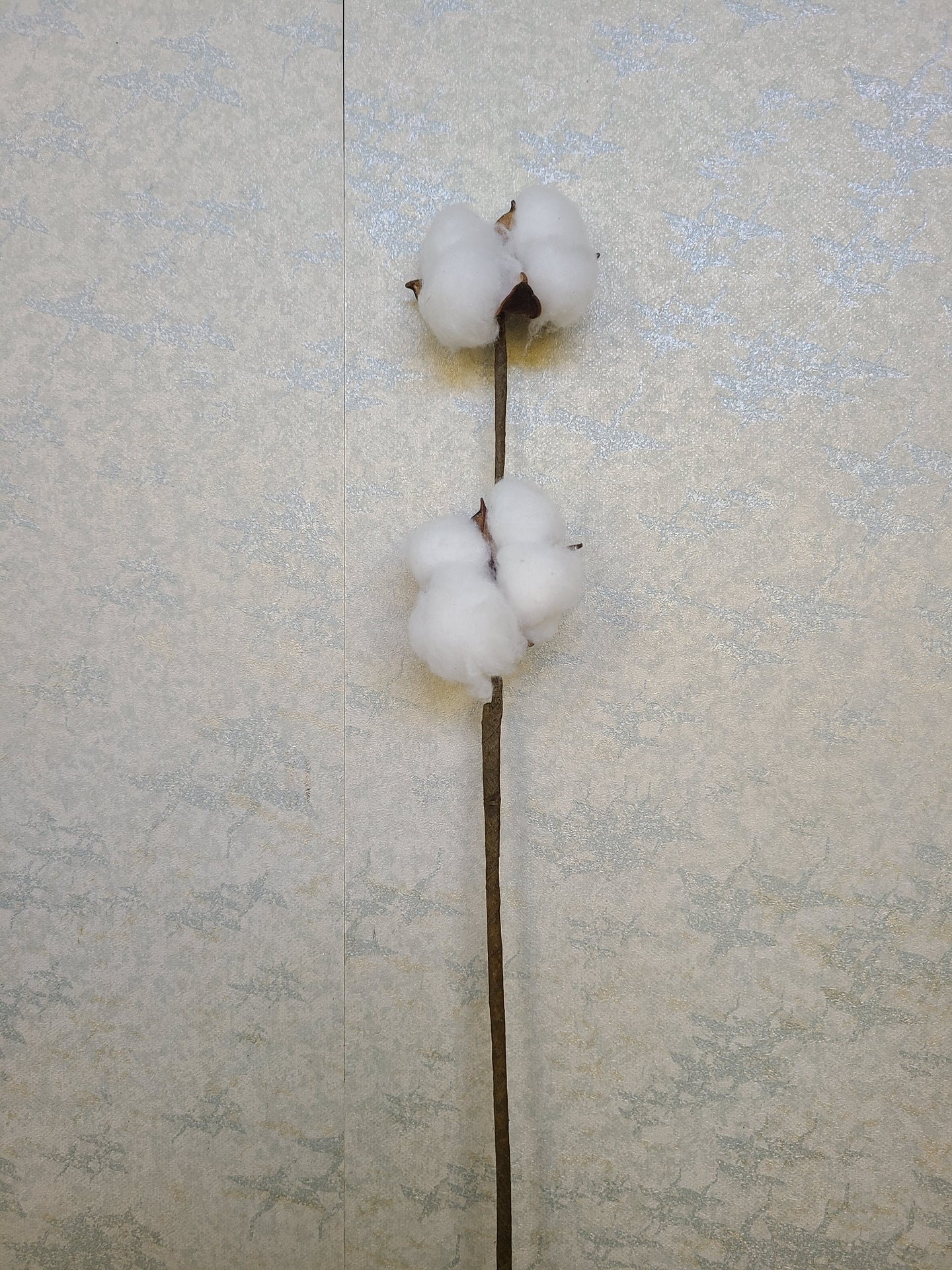 Dried cotton head sprig (H:60cm W:10cm)
