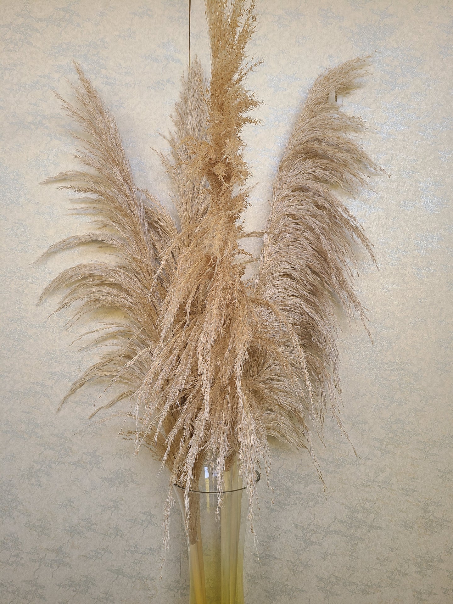 Giant Reed (H:4ft)