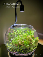 Load image into Gallery viewer, 6" Shrimp Sphere
