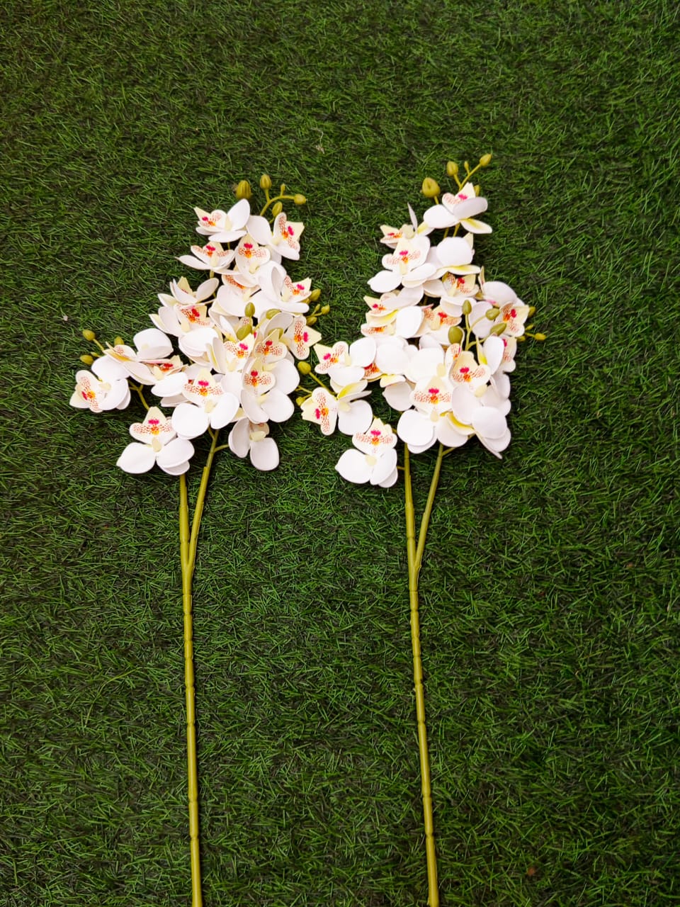 h:75cm Mini Phalaenopsis