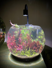 Load image into Gallery viewer, 8" Shrimp Grove
