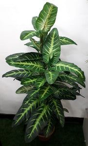 4  ft "  Elephant Ear 2 Cluster
