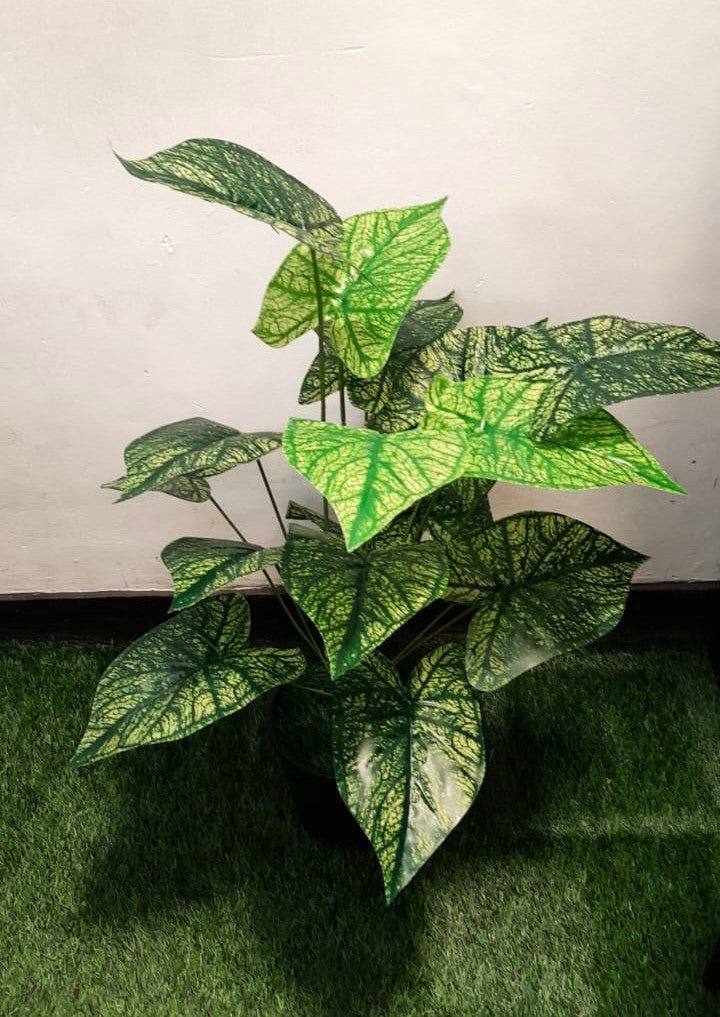H:76cm Caladium Plant