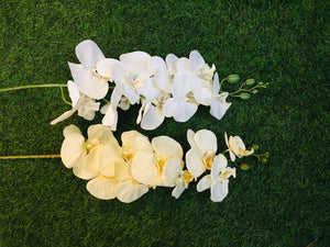h:87cm w: 16cm Phalaenopsis