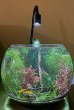 Load image into Gallery viewer, 9" Shrimp Biome
