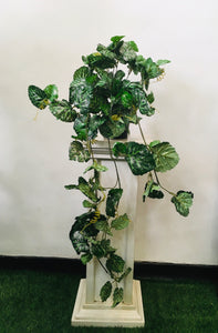 3 ft' Hanging Plant - Begonia Plant