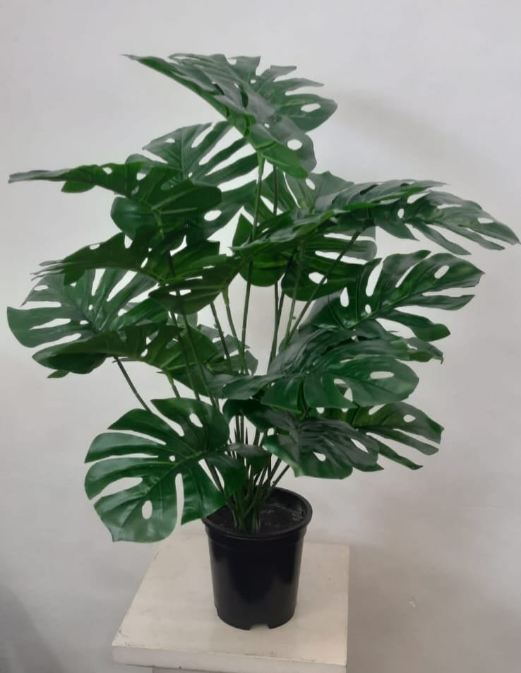 H:76cm W:52cm  small Philo plant