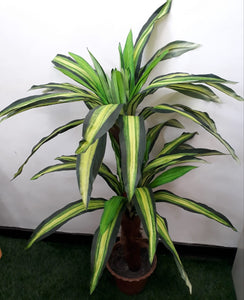 3.5 ft" Dracena 2 Cluster plant