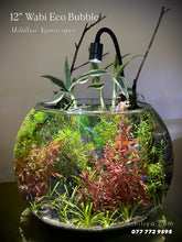 Load image into Gallery viewer, 12" Wabi Eco Bubble (1/1)
