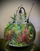 Load image into Gallery viewer, 12" Wabi Eco Bubble (1/1)
