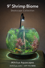 Load image into Gallery viewer, 9" Shrimp Biome
