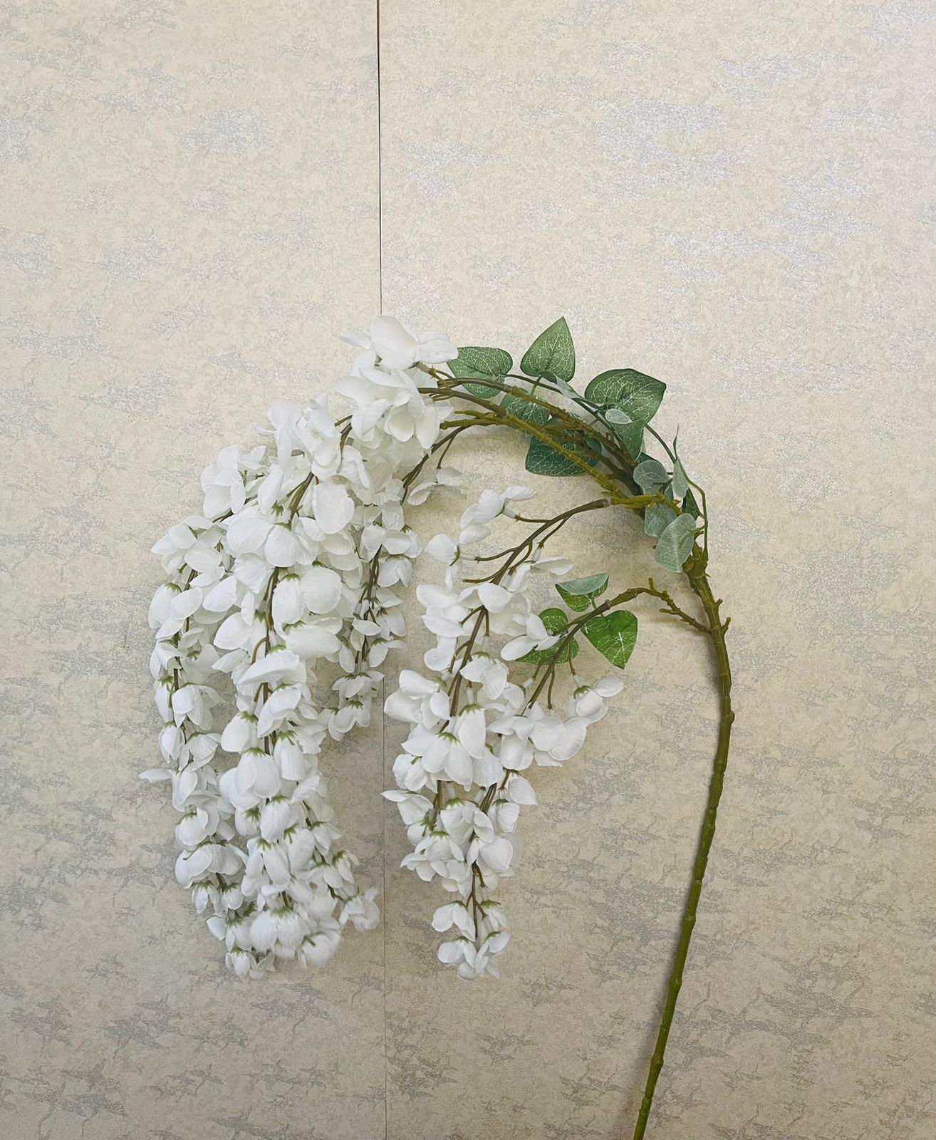 Chinese wisteria sprig