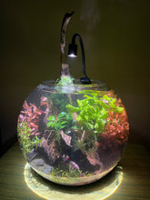 Load image into Gallery viewer, 12" Betta Eco Cave (1/1)

