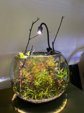 Load image into Gallery viewer, 12" Eco Bubble - Wabi Living Sphere
