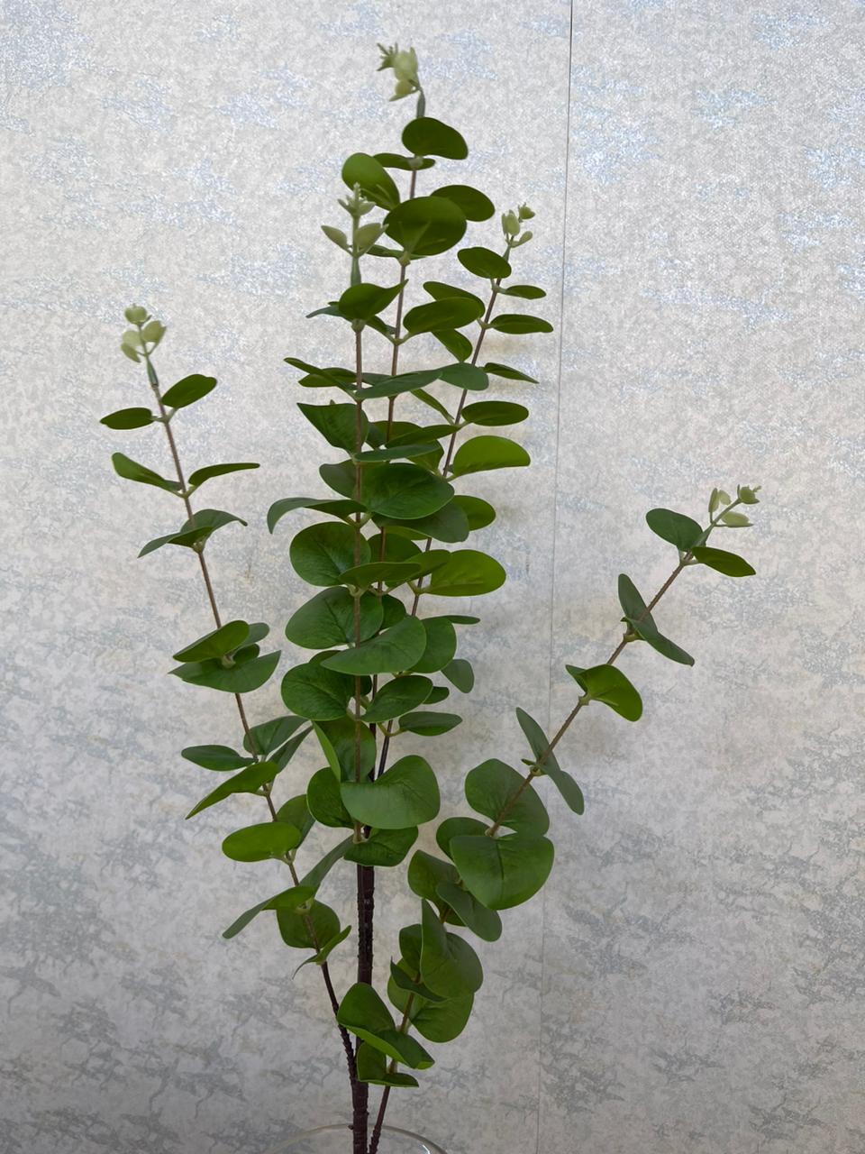 Eucalyptus sprig(H:84cm W:17cm)