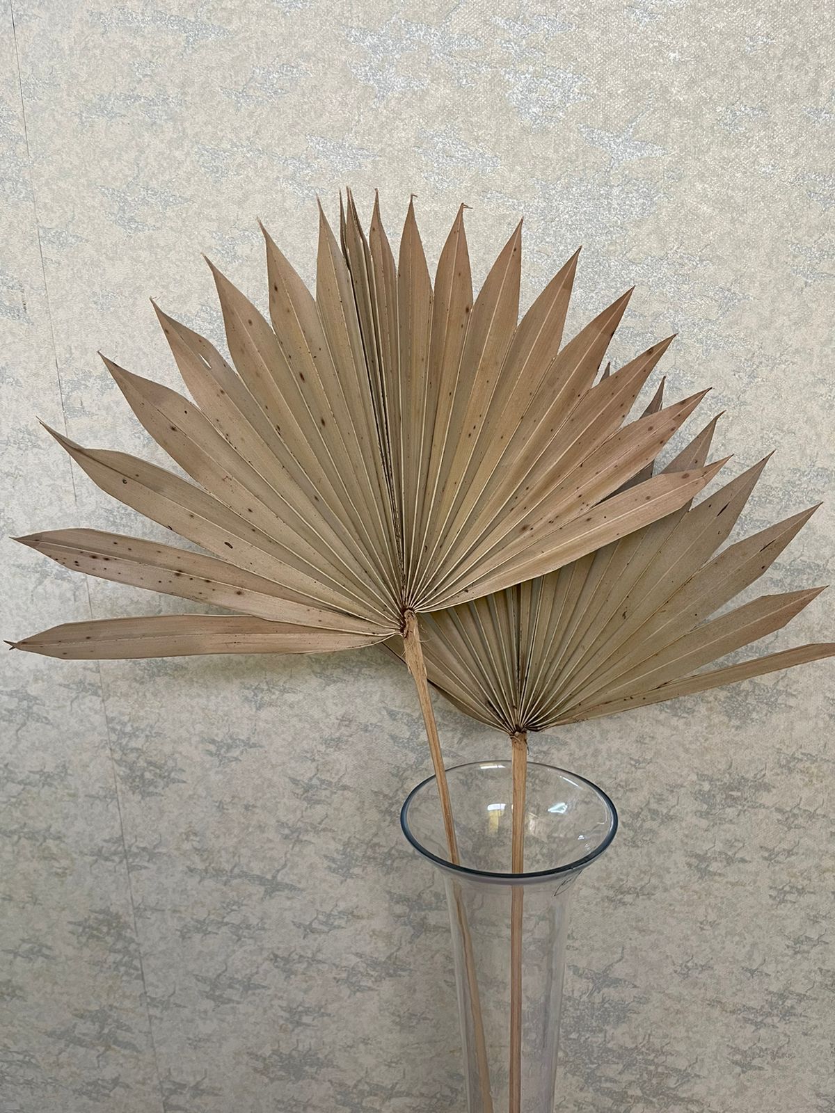 Dry lady palm leaf