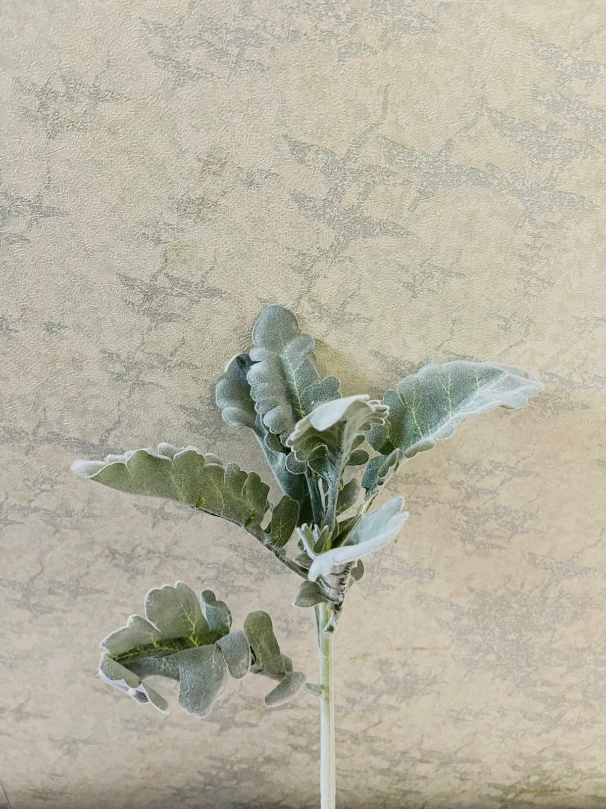Silver rogwort sprig