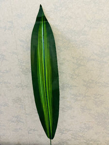 Dracena single leaf