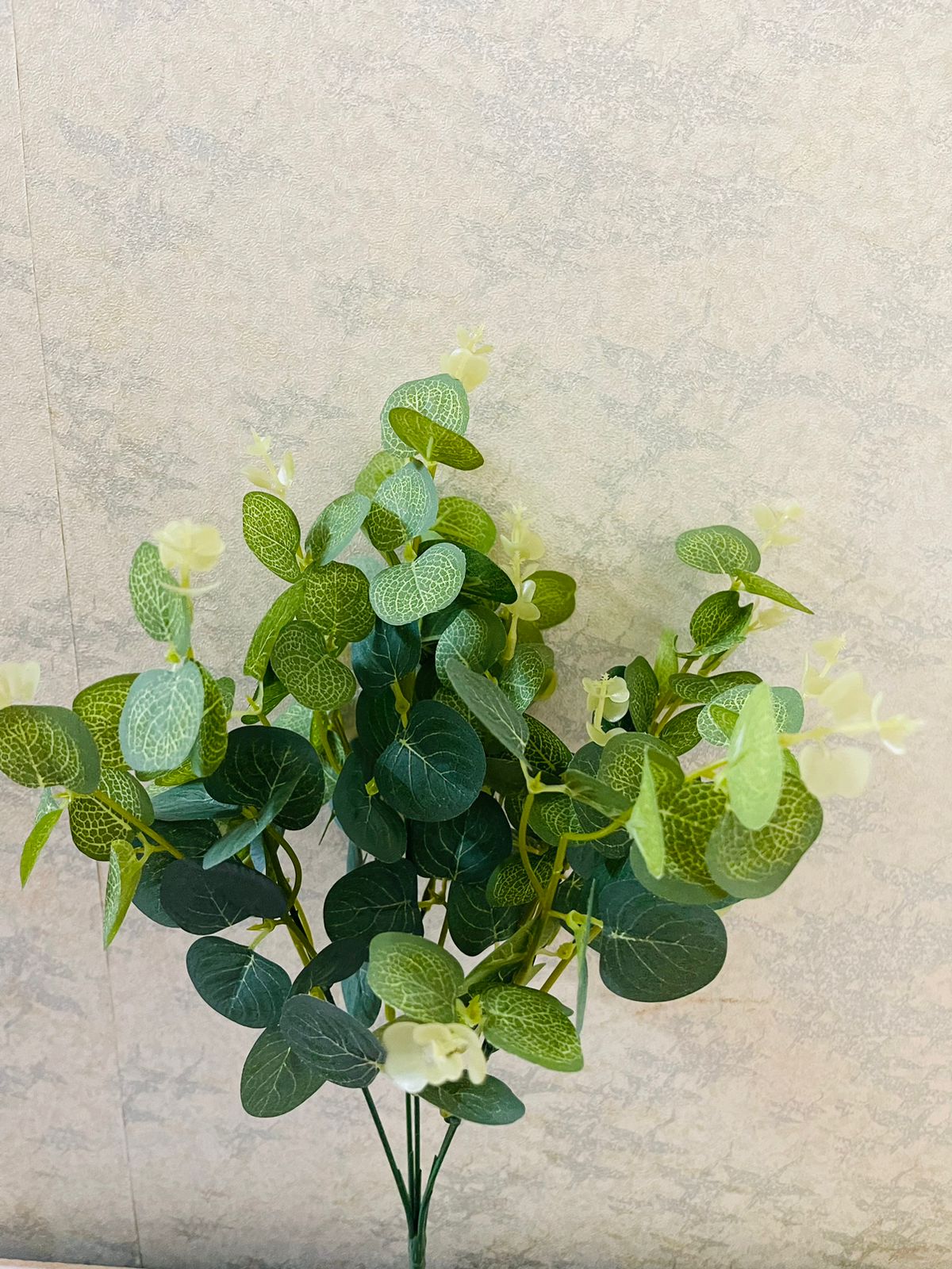 Eucalyptus bunch