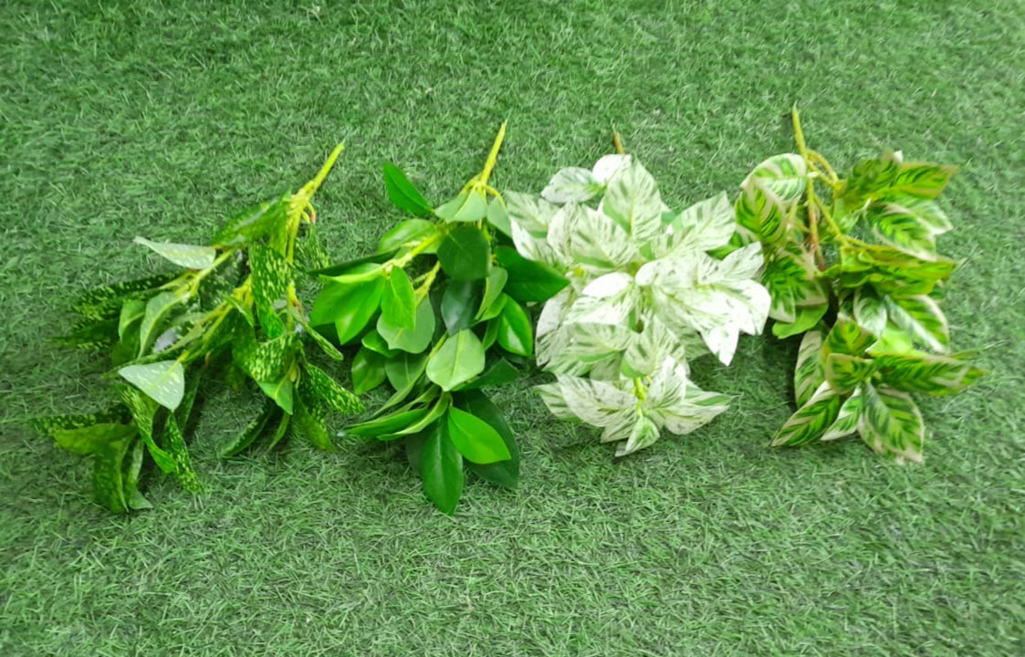 Leaf plant