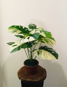 H:46cm W:45cm  monstera plant