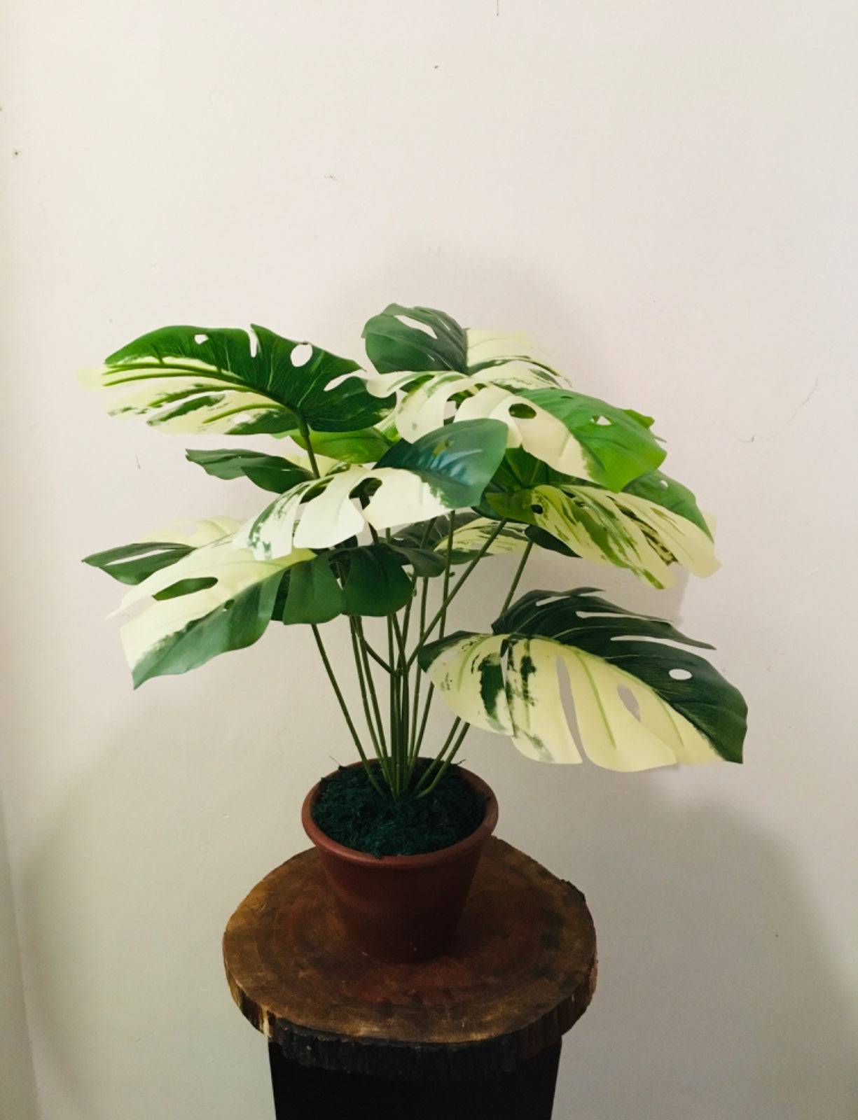 H:46cm W:45cm  monstera plant