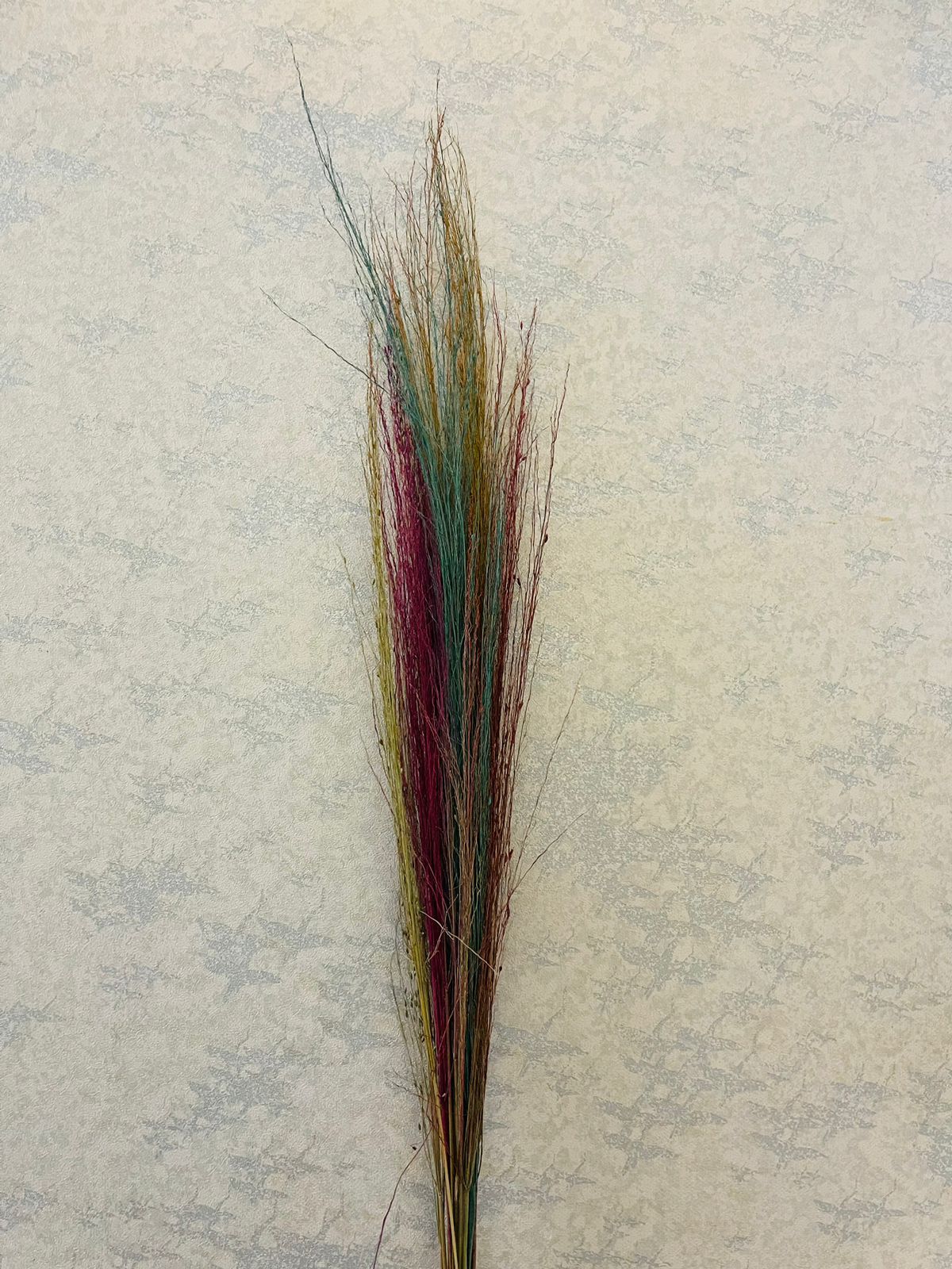 Pampass grass bunch