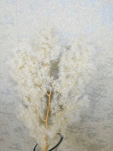 Dried ming fern bunch (H:35cm W:18cm)