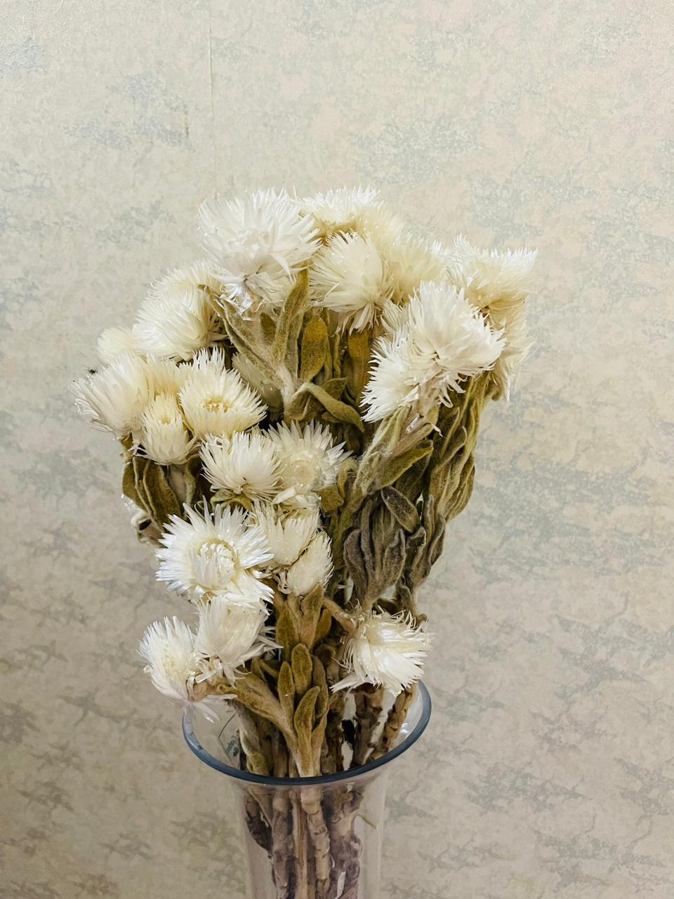 Natural dried helichrysum sprig