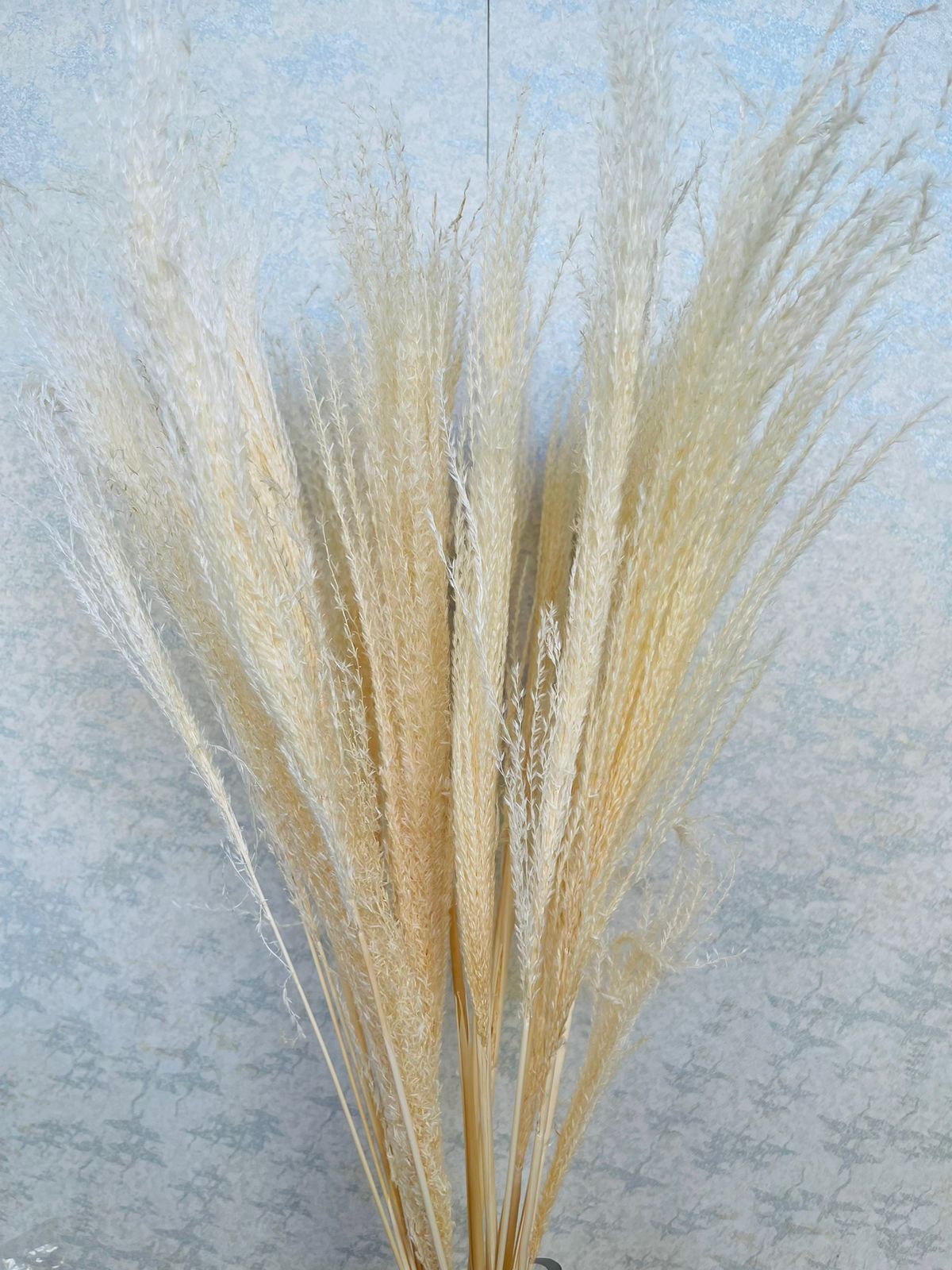 Dried giant reeds (H:77cm W:7cm)