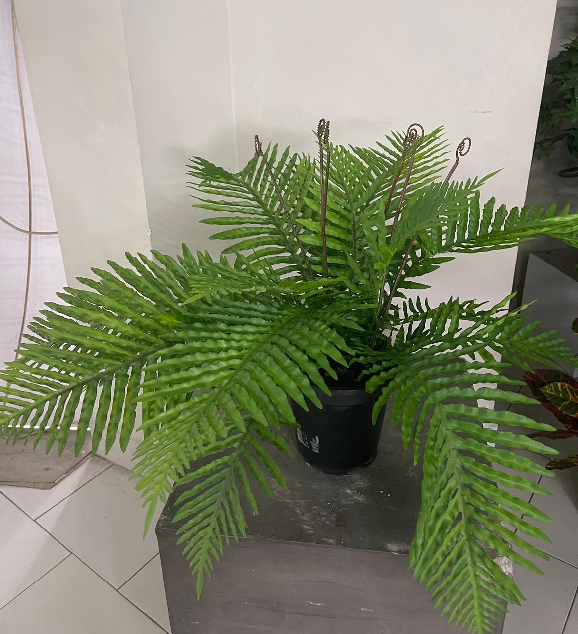 Silver Lady Fern plant