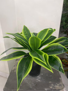 Dracaena plant