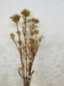 Dried rice flower bunch (H:63cm W:15cm)