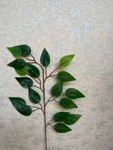 Load image into Gallery viewer, Ficus leaf bunch
