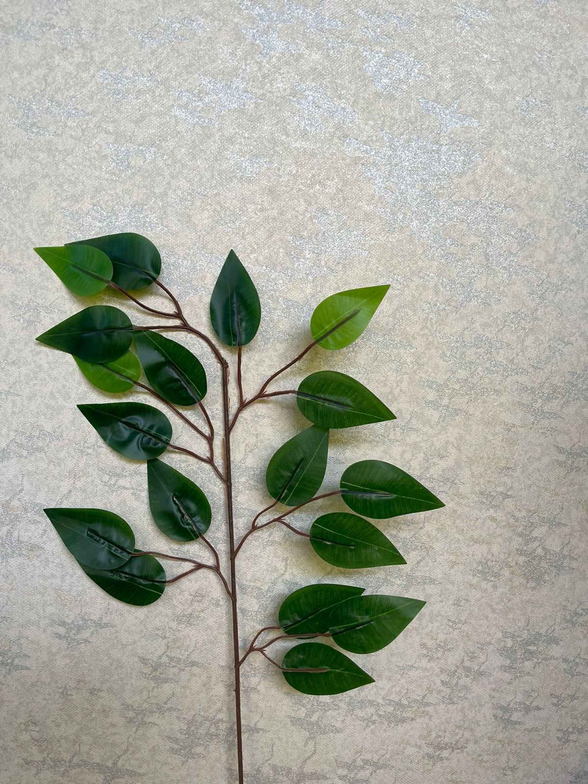 Ficus leaf bunch