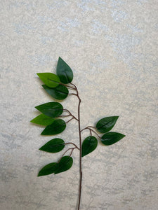 Ficus leaf bunch