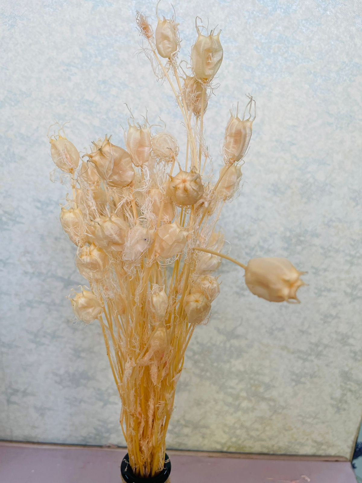 Dried nigella pods (H:48cm W:10cm)