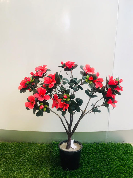 2ft Azelia Red Plant - Green Gardens Mihiliya (Pvt) Ltd