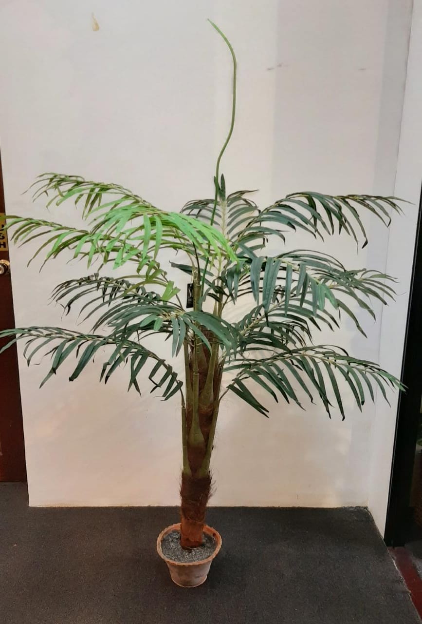 4ft Phoenix Palm on Pole - Green Gardens Mihiliya (Pvt) Ltd