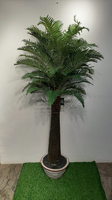 5.5ft Dicksonia Antarctica Tree - Green Gardens Mihiliya (Pvt) Ltd