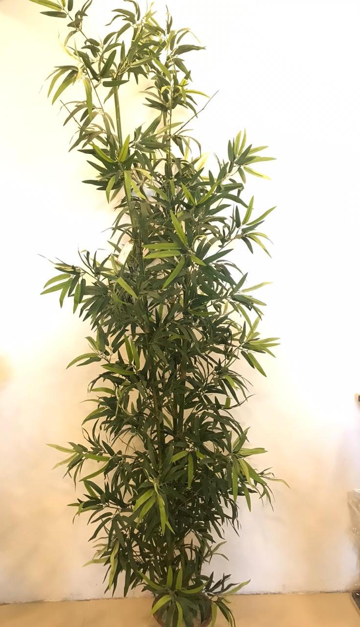 8.5ft Bamboo (Green trunk) Plant