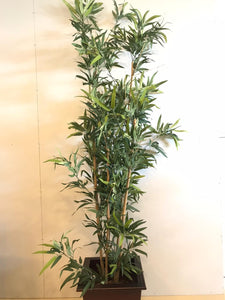 6.5ft Bamboo (Yellow trunk) Plant