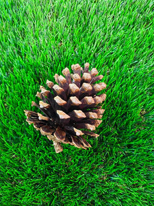 Pine Cones - S (h:11cm w:6cm)