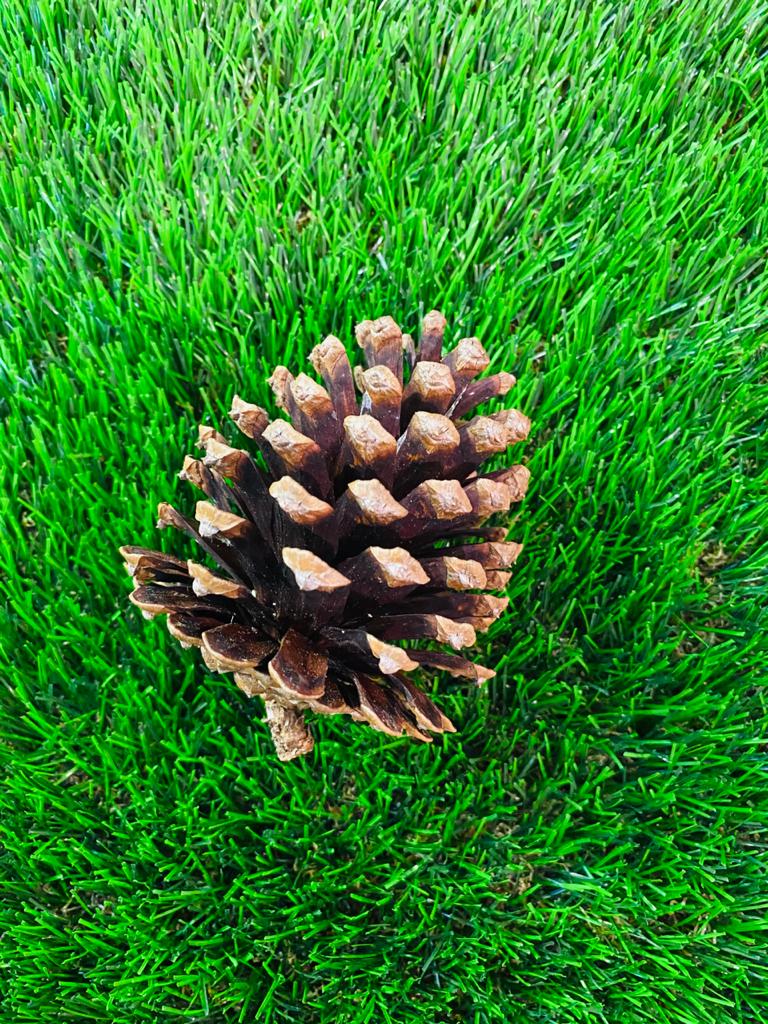 Pine Cones - S (h:11cm w:6cm)