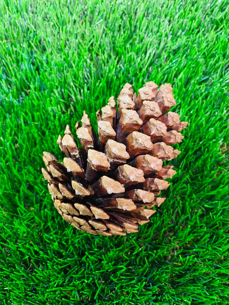 Pine Cones - L (h:13cm w:10cm)