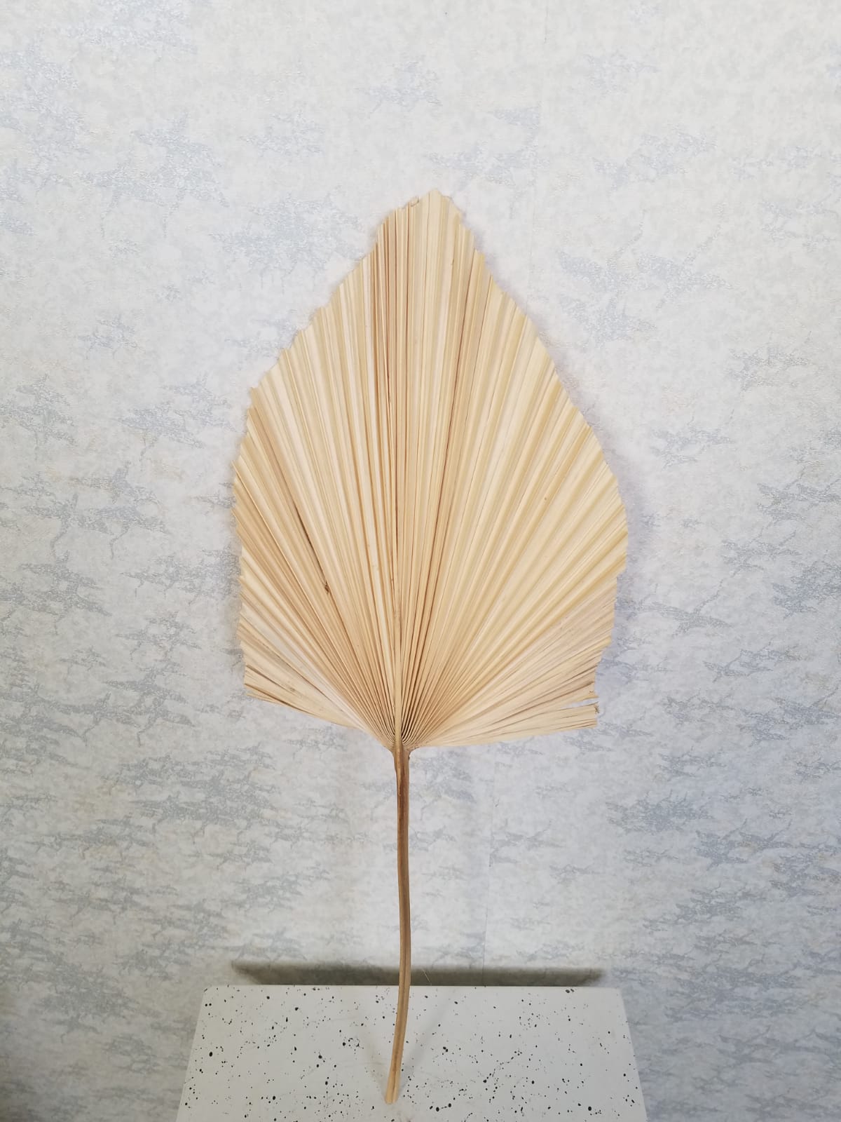 Natural Dried Palm Leaf