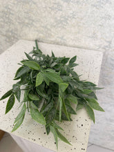 Load image into Gallery viewer, Dusted Tea Leaf Bunch (H:47cm)
